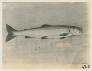 Image: Trout from Goding Lake